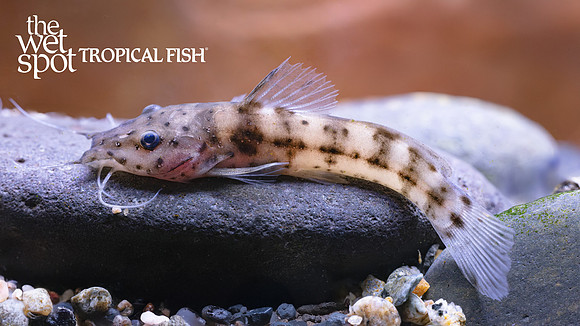 Notoglanidium macrostoma "Dwarf Giraffe Cat"