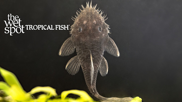 Ancistrus ranunculus "L034" "Medusa Bushynose Pleco"