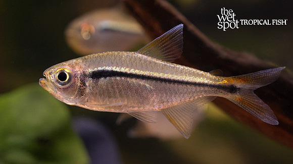 Hyphessobrycon eschwartzae "Flag Tetra" "Peru"