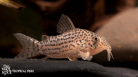 Corydoras sp. "CW208"  "Gold Cory"