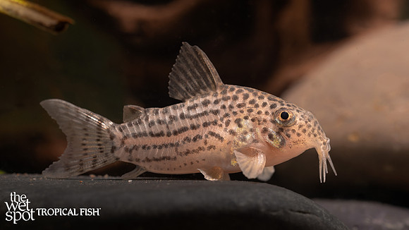 Corydoras sp. "CW208"  "Gold Cory"
