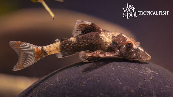 Rhinotocinclus isabelae "Bumble Bee Otocinclus"  "Peru"