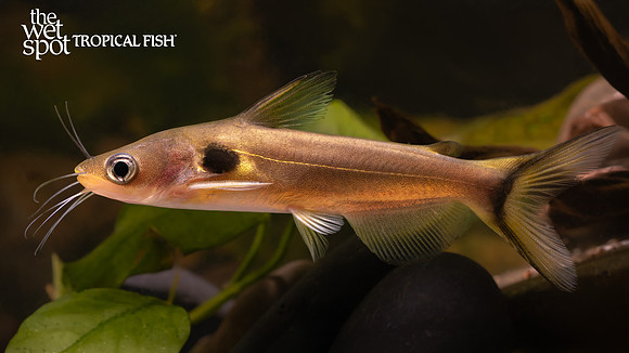Horabagrus brachysoma "Sun Cat"