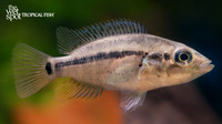 Parachromis dovii "Wolf Cichlid"