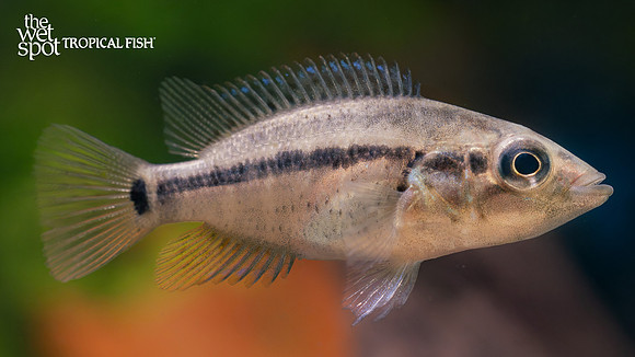 Parachromis dovii "Wolf Cichlid"