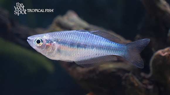 Melanotaenia synergos "Synergos Rainbow"