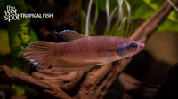 Betta pugnax "Green Mask Betta"