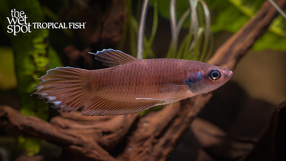 Betta pugnax "Green Mask Betta"