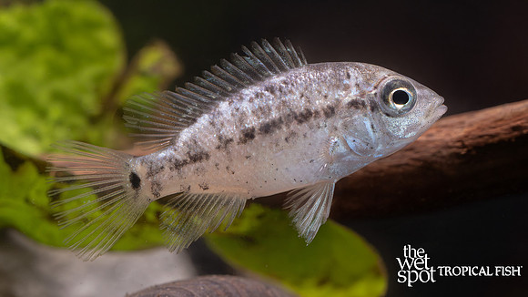 Nandopsis haitiensis "Black Nasty"