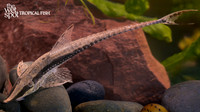 Sturisoma nigrirostrum "Peruvian Whiptail"