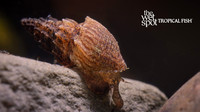 Thiara winteri "Prambanan Snail"