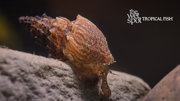 Thiara winteri "Prambanan Snail"