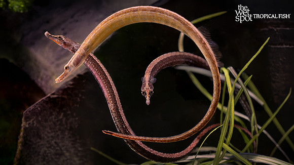 Microphis leiaspis "Bar Head Pipefish"