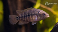 Amphilophus trimaculatus