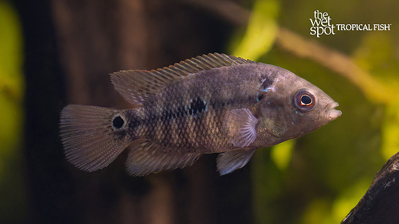 Amphilophus trimaculatus