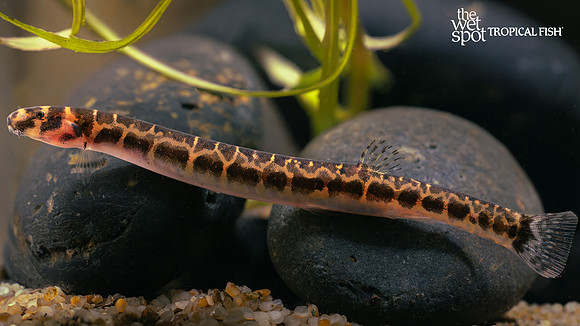 Pangio muraeniformis "Spotted Kuhli Loach"