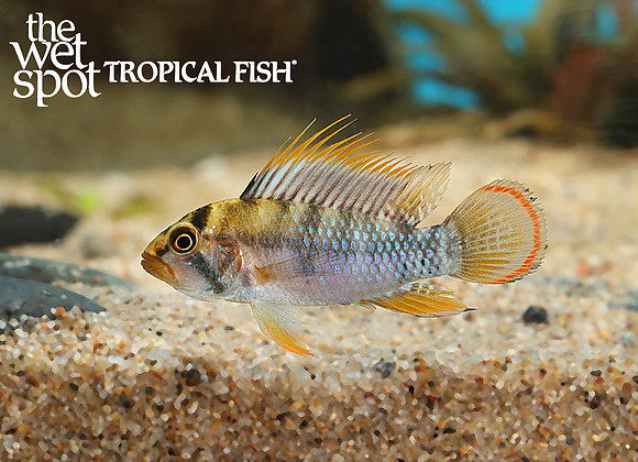 Apistogramma baenschi Inka