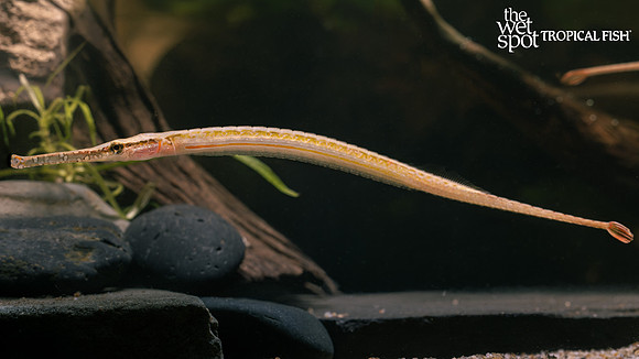 Longmouth Pipefish 1