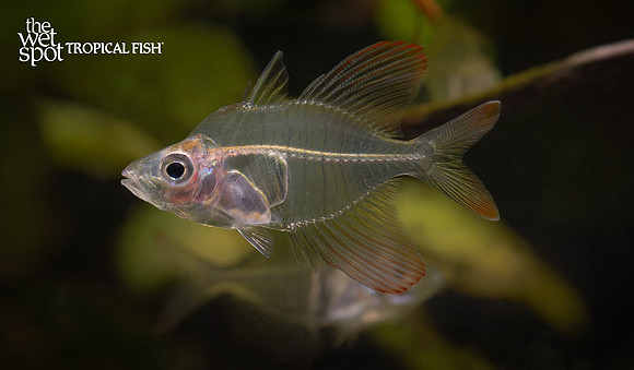 Gymnochanda verae "Rose Flame Glass Fish"