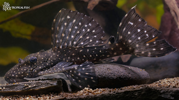 Leporacanthicus cf.  galaxias "L240" "Vampire Pleco"
