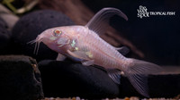 Corydoras paleatus "Albino Long Fin Peppered Cory"