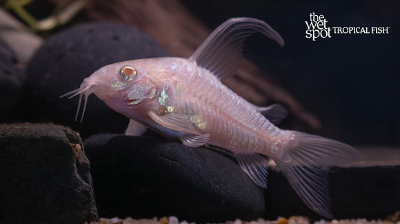Corydoras paleatus "Albino Long Fin Peppered Cory"