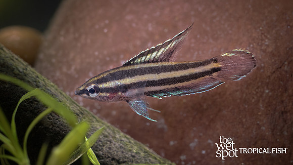 Parosphromenus cf. deissneri "Deissner's Licorice Gourami"