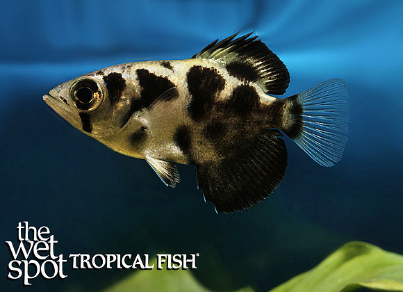 Freshwater Clouded Archerfish - Toxotes blythii