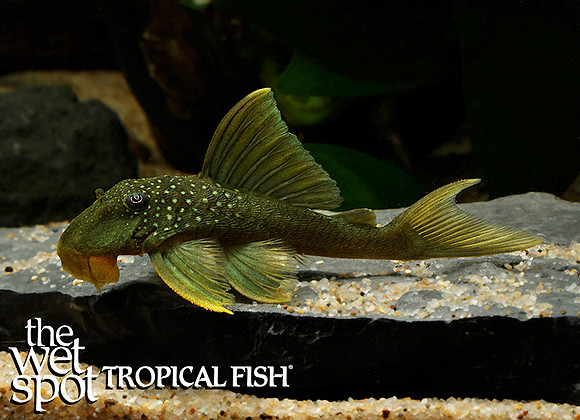 Hemiancistrus subviridis "L200 Green Phantom Pleco"
