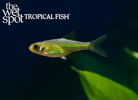 Microdevario kubotai  - Green Rasbora