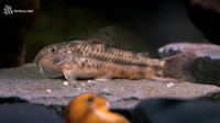 Aspidoras rochai