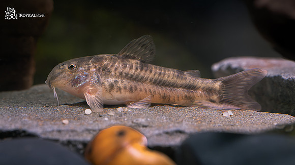 Aspidoras rochai