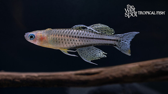 Pseudomugil sp. "Dekai Rainbow" "Dekai"