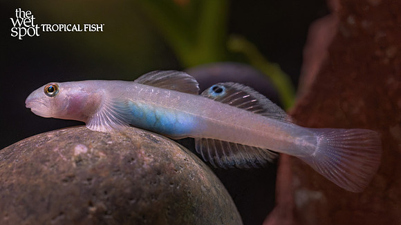 Lentipes multiradiatus "Papua Red Goby"