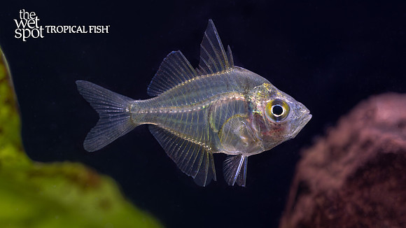 Parambassis ranga "Glass Fish"