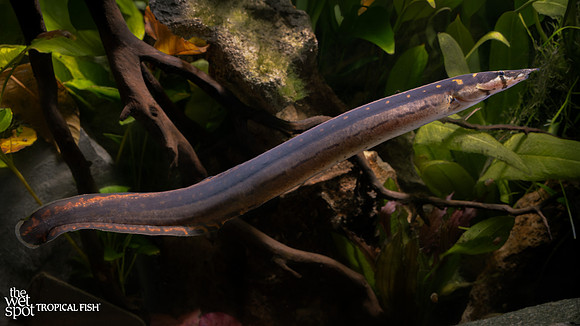 Mastacembelus notophthalmus "Black Pearl Eel"