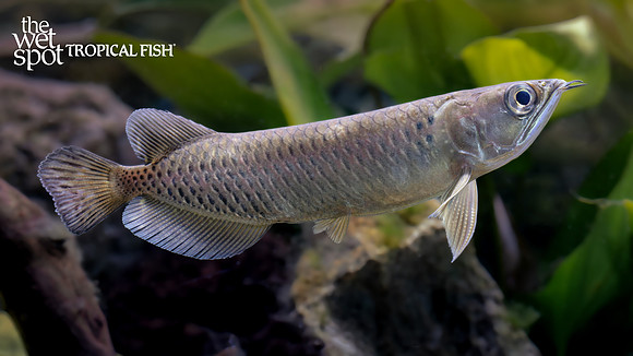 Scleropages jardinii "Jardinii Arowana"