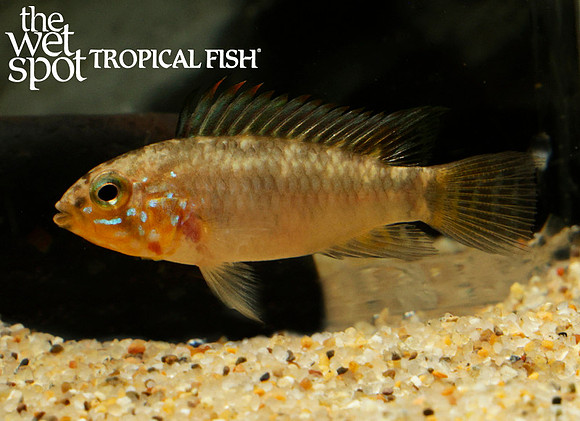 Apistogramma sp. D39