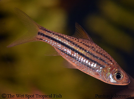 Desmopuntius johorensis - Striped Barb