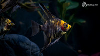 Pterophyllum scalare "Gold Marble Angelfish"