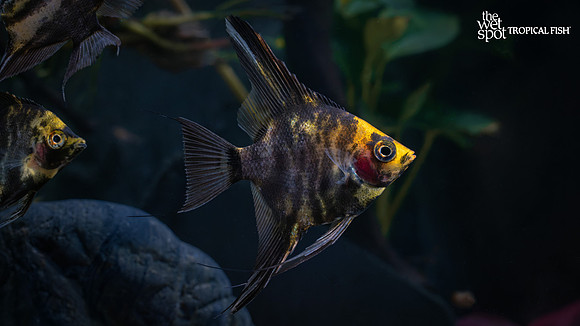 Pterophyllum scalare "Gold Marble Angelfish"