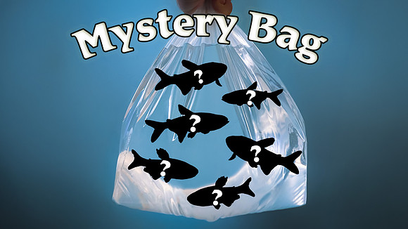 Bag of Schooling Fish