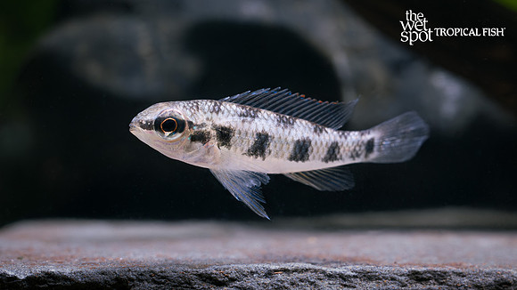 Dicrossus maculatus"Spadetailed  Checkerboard Cichlid" "Brazil"
