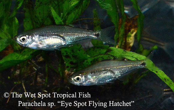 Parachela sp. - Eye Spot Glass Fish