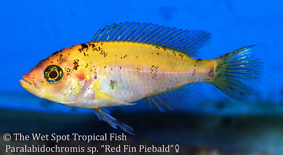 Paralabidochromis sp. Red Fin Piebald female