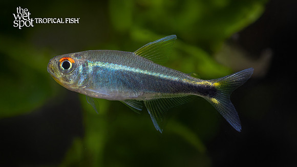 Hyphessobrycon metae "Purple Neon Tetra"
