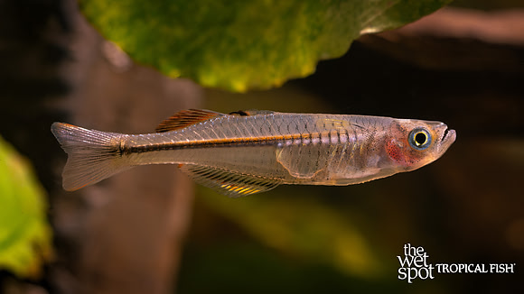 Pseudomugil pellucidus "Pellucidus Rainbow"