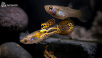 Poecilia reticulata "Vienna Guppy"