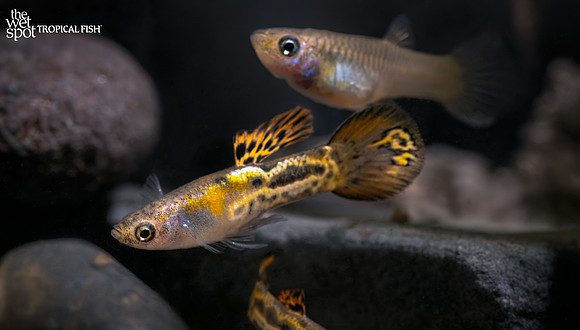 Poecilia reticulata "Vienna Guppy"