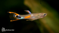 Poecilia cf. wingei "White Peacock Endler's Livebearer"